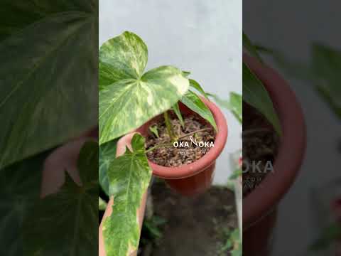 Anthurium pedatoradiatum リビングサイズ‼️ Anthurium Pedatoradiatum (small sized) - Buy Aquarium Plants