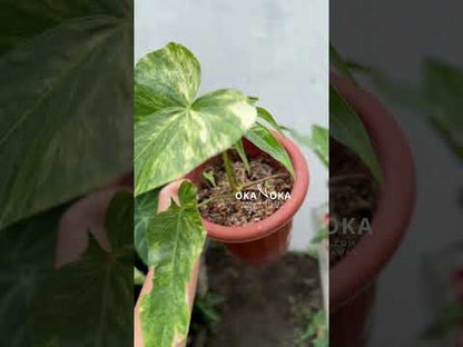 anthurium pedatoradiatum for sale Anthurium Pedatoradiatum – Okanoka