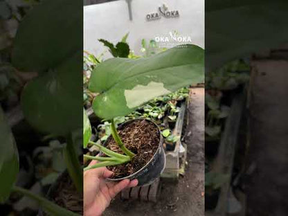 Syngonium Chiapense Variegated