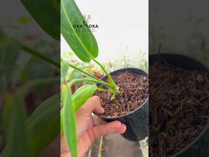 أنثوريوم كوين واروكوانوم صغير