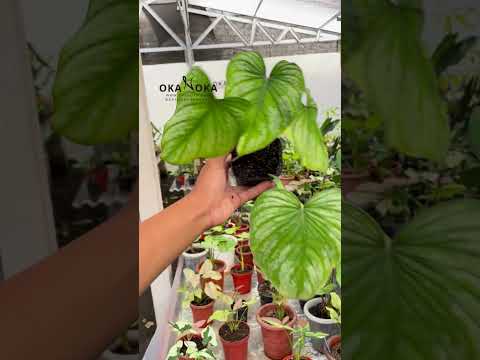 philodendron silver cloud care Philodendron Silver Cloud