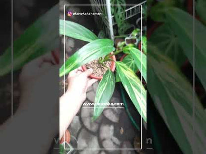 philodendron amplissimum variegated Epipremnum Amplissimum Variegated – Okanoka