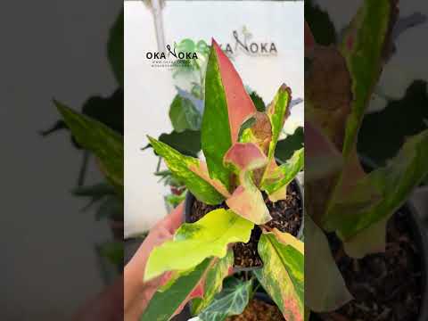 pink anthurium brown leaves Anthurium Hookeri Pink Medium – Okanoka
