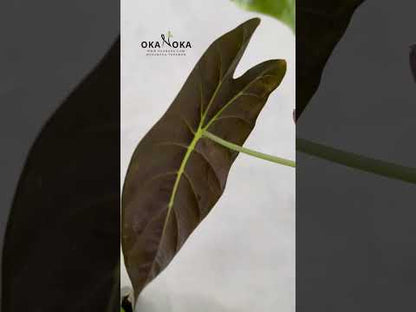Alocasia Hueso Dorado
