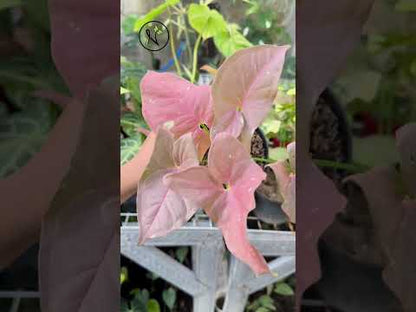 Caramelo Rosa Syngonium