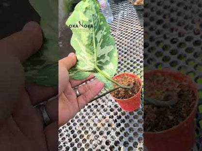 ألوكاسيا هيلو بيوتي