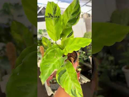 Calathea Yellow Fusion