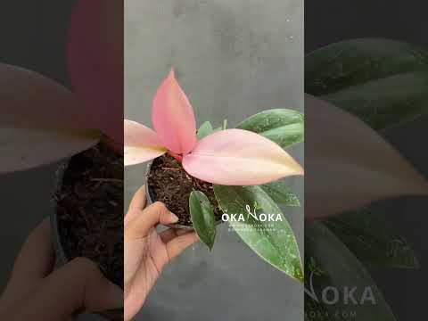 philodendron pink congo Philodendron Pink Congo – Okanoka