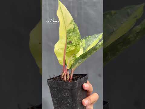anthurium hookeri outdoors Anthurium Hookeri Variegated – Okanoka