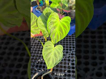 Philodendron Verrucosum Pequeño