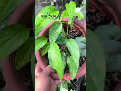 Epipremnum Pinnatum Yellow Variegated