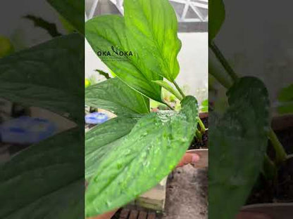 Monstera Peru Karstenianum