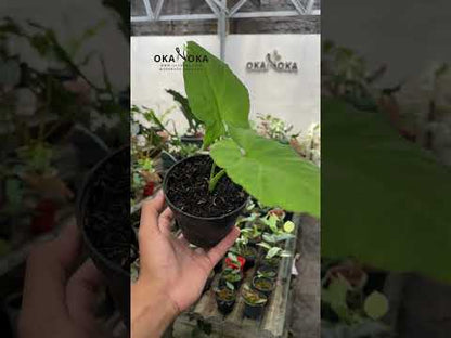 Syngonium Steyermarkii