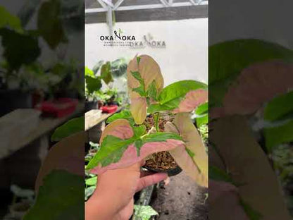 Syngonium Pink Beauty (Pink Lava)