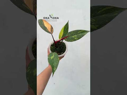 Philodendron Orange Princess