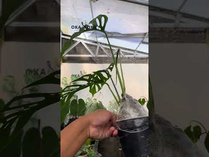 Monstera Blanchetii fenestrada