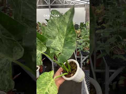 philodendron giganteum cutting Philodendron Giganteum Marble Variegated Medium – Okanoka