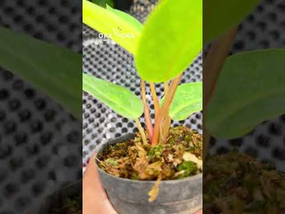 Philodendron Painted Lady Medium