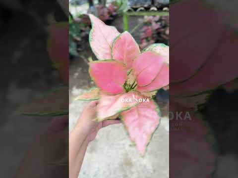 Aglaonema Pink Yulia – Okanoka