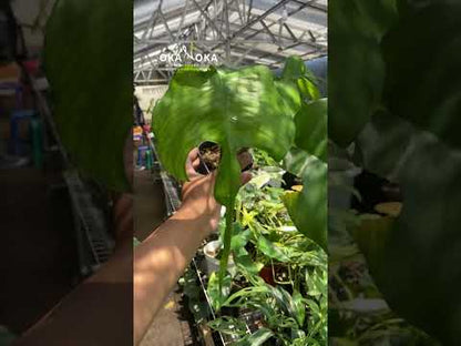 skeleton key philodendron Epipremnum Skeleton Key – Okanoka