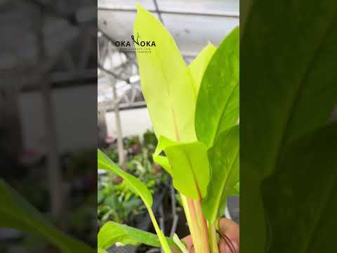 Healthy rooted Philodendron Thai Sunrise Galaxy tropical houseplant ready for indoor growing.