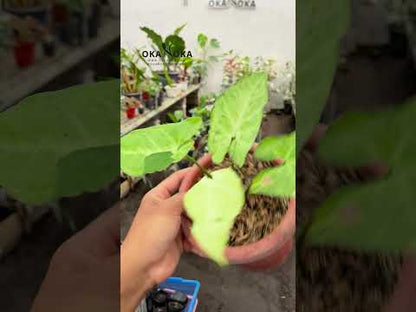 Syngonium Byrd Freckless Europa