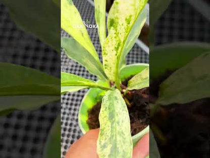 Anthurium Hookeri Abigarrado Medio