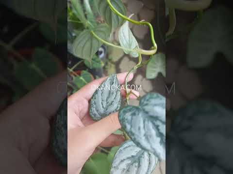 philodendron brandtianum small leaves Philodendron Brandtianum Small