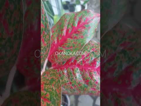 aglaonema red stardust Aglaonema Red Stardust – Okanoka