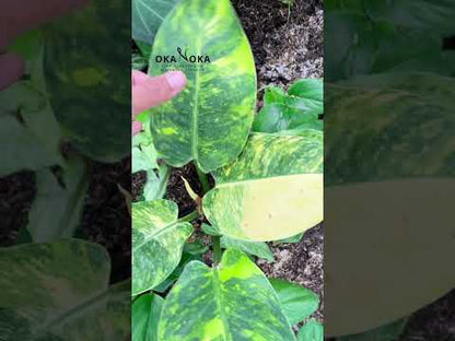 Philodendron Green Congo Nuclear Galaxy large size