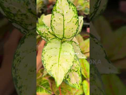 aglaonema super white plant Aglaonema Super White – Okanoka