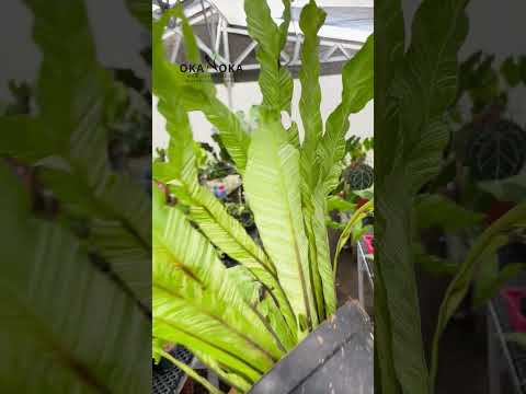 variegated bird's nest fern care Asplenium Nidus Bird Nest Fern Variegated
