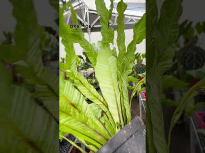 Asplenium Nidus Bird Nest Fern Variegated