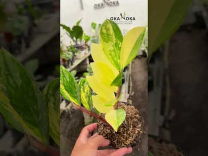 Zamioculcas zamiifolia variegated Small
