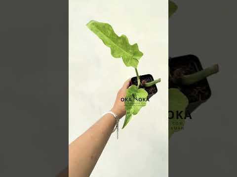 philodendron bob Philodendron Bob Cee Variegated – Okanoka