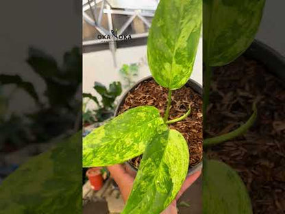 aglaonema pearls variegata Aglaonema Simplex Variegated – Okanoka