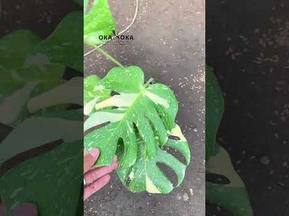 Monstera Thai Constellation Mediana Fenestrada