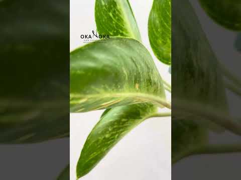 aglaonema green compacta Aglaonema Green Bowl – Okanoka
