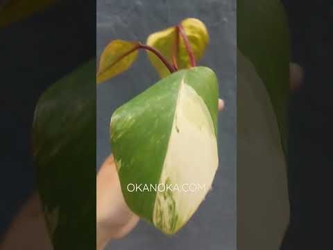 strawberry shake philodendron price philippines Philodendron Strawberry Shake – Okanoka