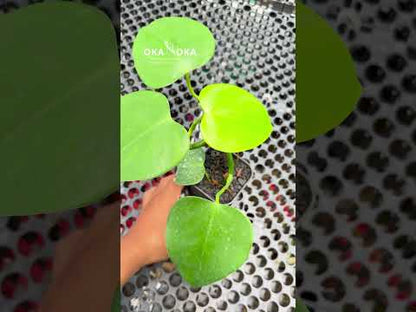 Philodendron Microstictum