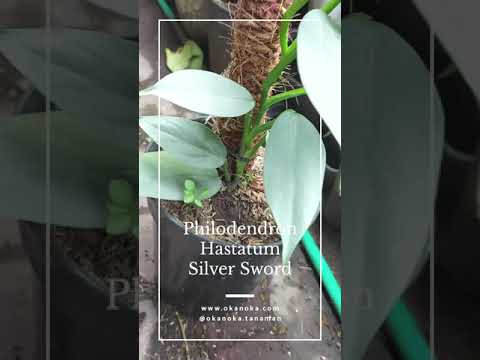 philodendron hastatum narrow Philodendron Hastatum Silver Sword – Okanoka