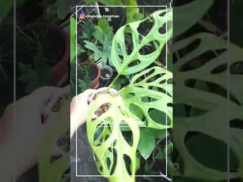 monstera adansonii reproduccion Monstera Adansonii