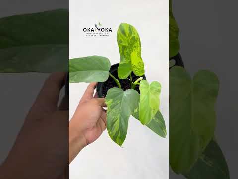 Philodendron Bipennifolium Violin Variegated – Okanoka