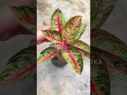 aglaonema widuri 'red peacock' Aglaonema Widuri – Okanoka