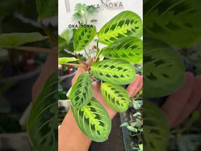 Calathea Maranta Leuconeura