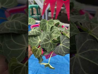 Wholesale 6x Anthurium Clarinervium