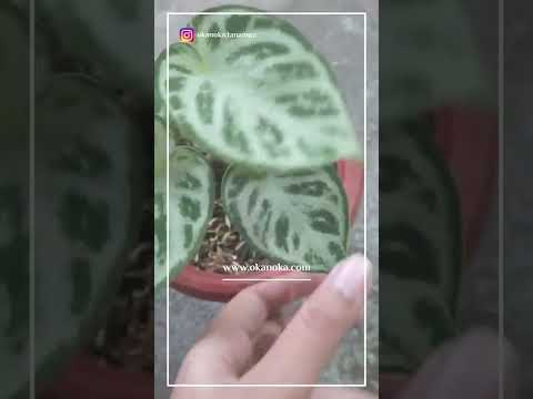 Anthurium Dorayaki Silver Blush – Okanoka