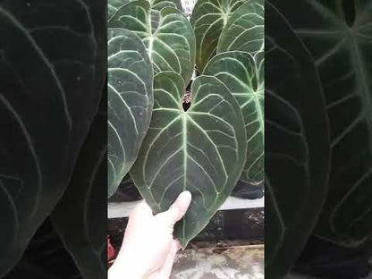 anthurium modificado geneticamente Híbrido de Anthurium Magnificum – Okanoka