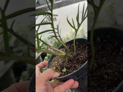 Tortum de filodendro