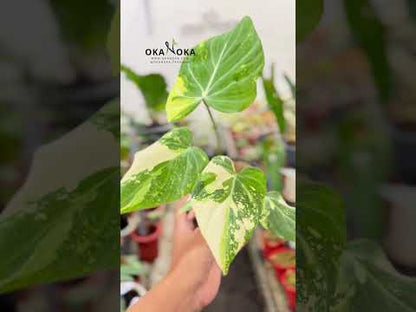 philodendron gloriosum philippines Philodendron Gloriosum Variegated – Okanoka